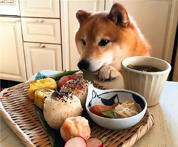 狗狗护食严重，打一顿就好了?