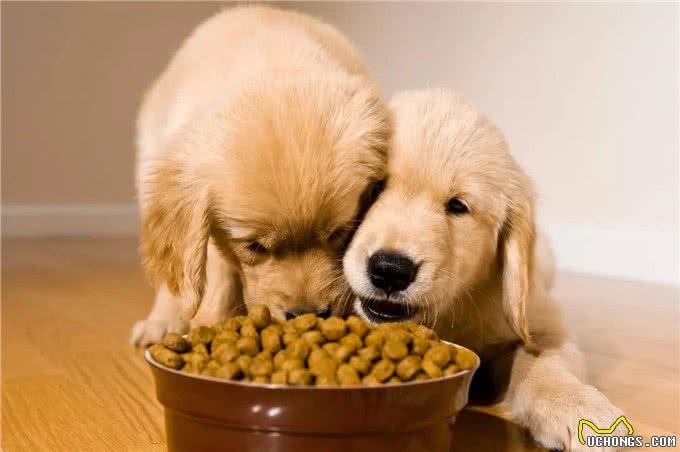 狗狗护食严重，打一顿就好了?