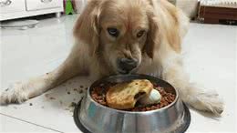 狗狗护食严重，打一顿就好了?