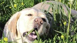 狗狗为什么爱吃草?其实这是它们的一种本能