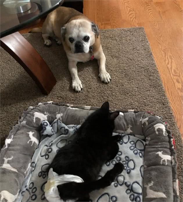 小猫因大爪子被主人嫌弃，搬家不愿带它一起走，这么可爱竟然不要