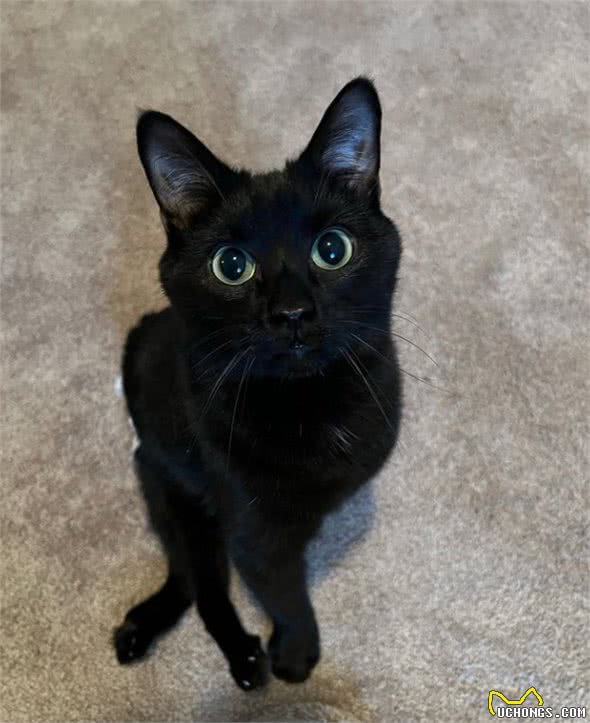 小猫因大爪子被主人嫌弃，搬家不愿带它一起走，这么可爱竟然不要