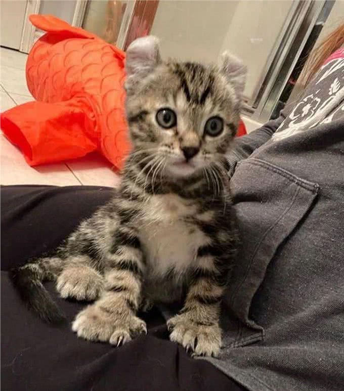 小猫因大爪子被主人嫌弃，搬家不愿带它一起走，这么可爱竟然不要