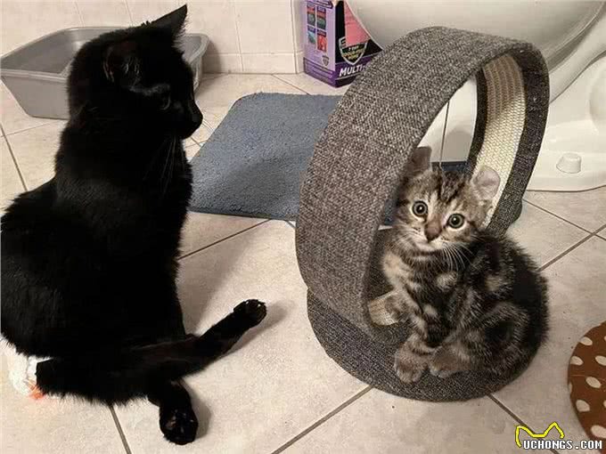 小猫因大爪子被主人嫌弃，搬家不愿带它一起走，这么可爱竟然不要