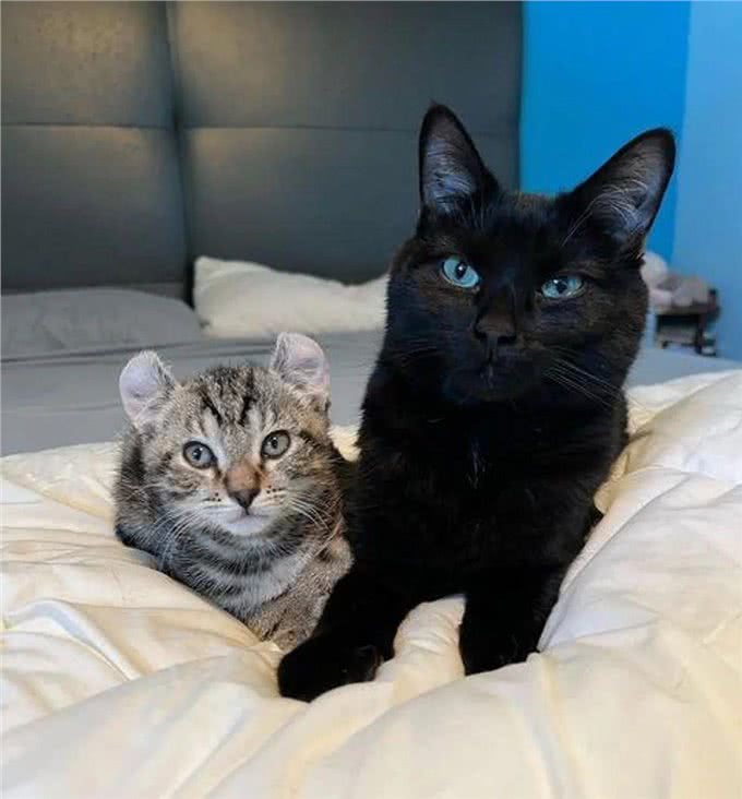 小猫因大爪子被主人嫌弃，搬家不愿带它一起走，这么可爱竟然不要