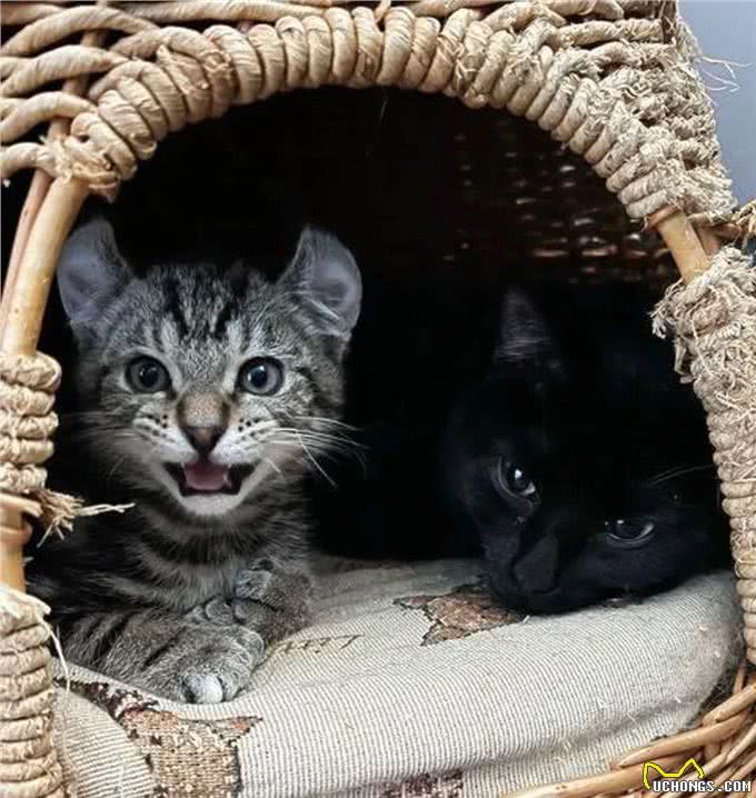 小猫因大爪子被主人嫌弃，搬家不愿带它一起走，这么可爱竟然不要