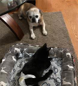 小猫因大爪子被主人嫌弃，搬家不愿带它一起走，这么可爱竟然不要