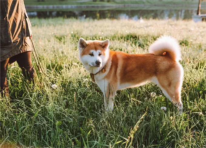 23种最忠诚的犬种