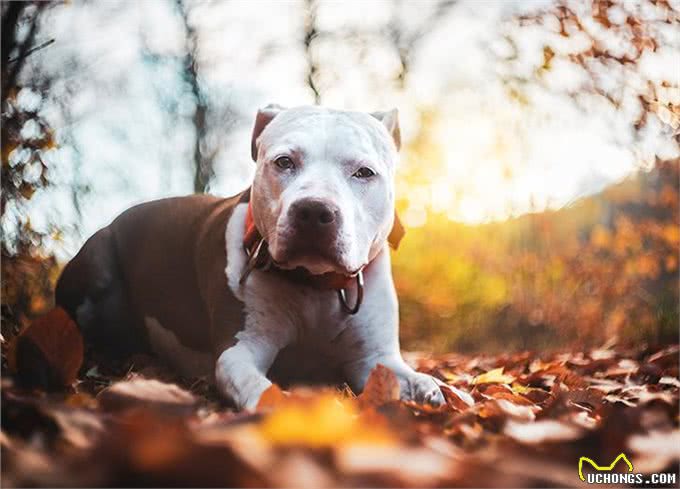 23种最忠诚的犬种