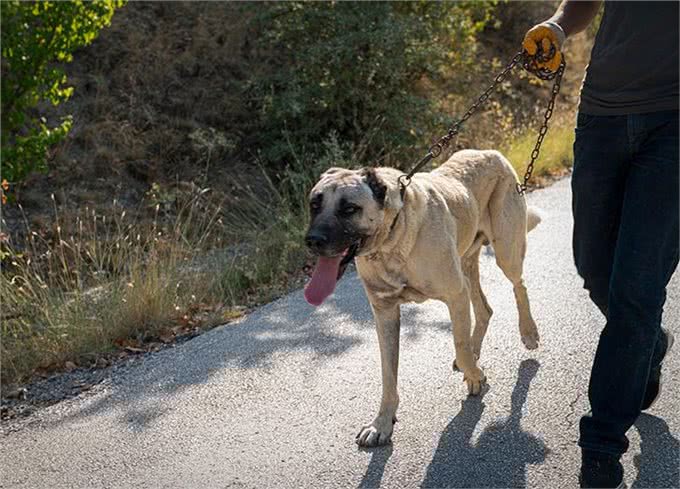23种最忠诚的犬种