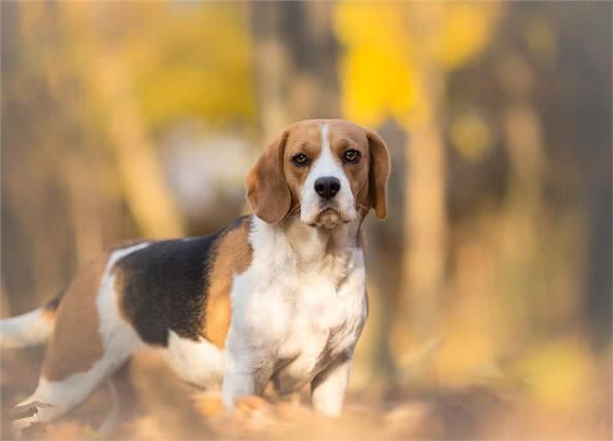 23种最忠诚的犬种