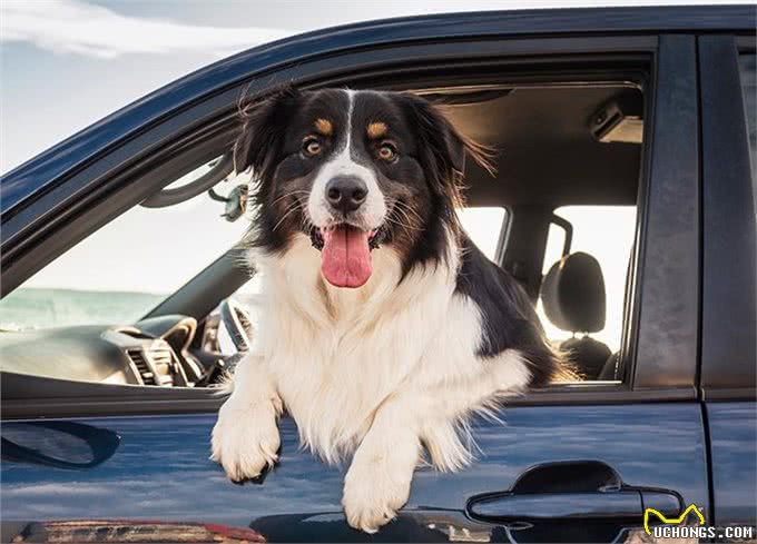 23种最忠诚的犬种