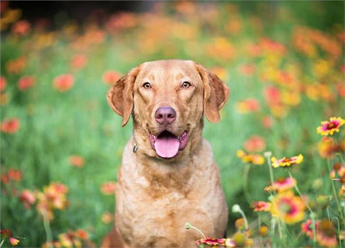 23种最忠诚的犬种