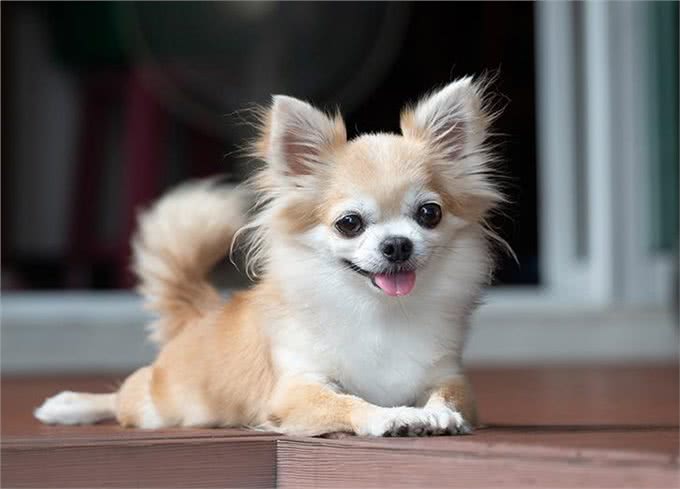 23种最忠诚的犬种