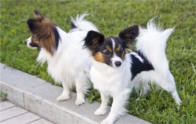 为何外貌华丽的蝴蝶犬越来越失宠?这几点也许是原因