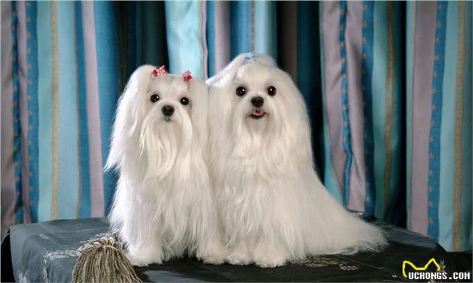 为何外貌华丽的蝴蝶犬越来越失宠?这几点也许是原因