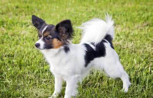 为何外貌华丽的蝴蝶犬越来越失宠?这几点也许是原因