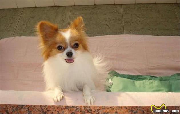 为何外貌华丽的蝴蝶犬越来越失宠?这几点也许是原因
