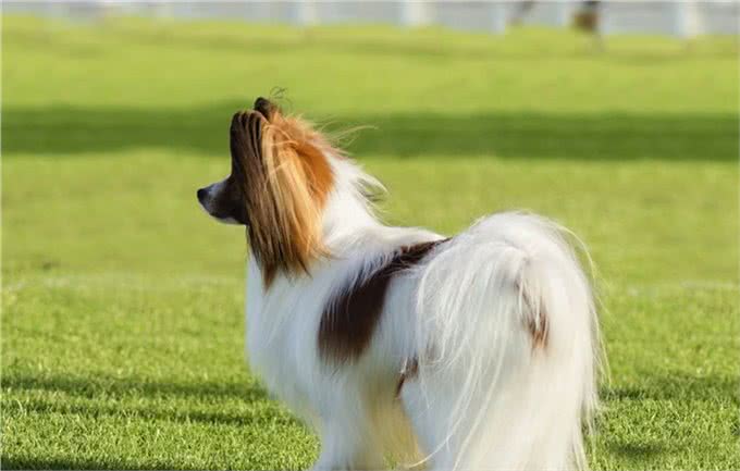 为何外貌华丽的蝴蝶犬越来越失宠?这几点也许是原因