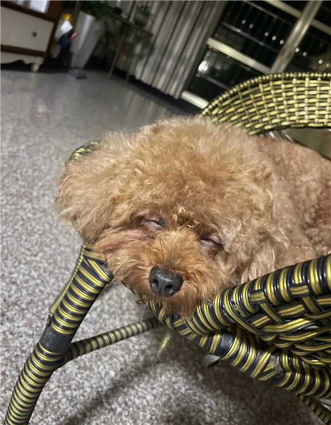 养泰迪的新手们注意啦，有8个不能犯的错误!