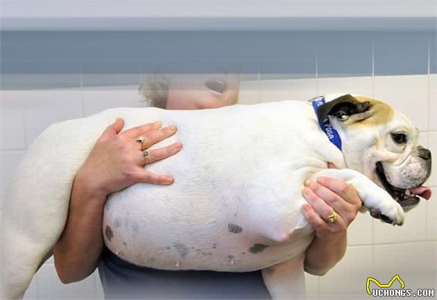 狗狗篇(第九期)狗狗的富贵病(过度肥胖),对健康影响很大哦!