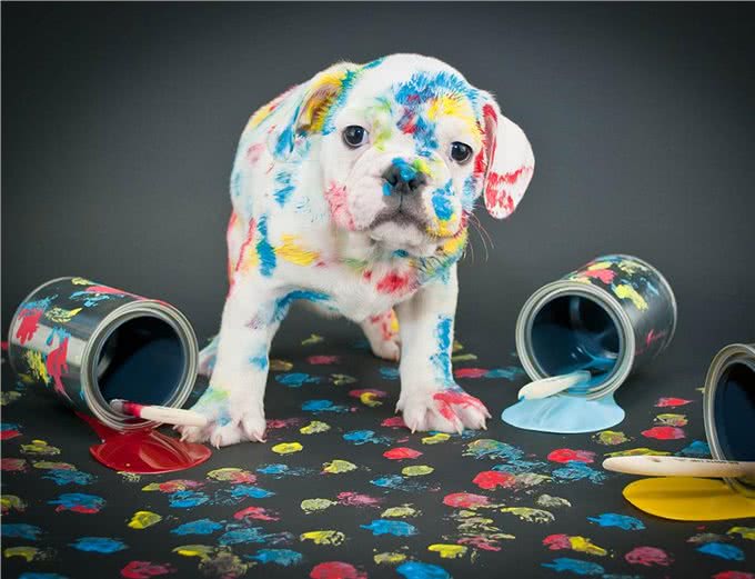 狗狗篇(第九期)狗狗的富贵病(过度肥胖),对健康影响很大哦!