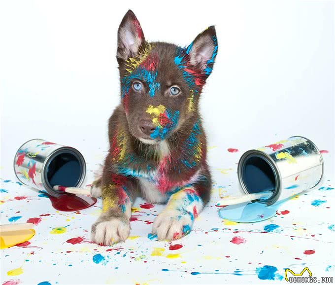 狗狗篇(第九期)狗狗的富贵病(过度肥胖),对健康影响很大哦!