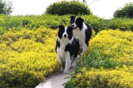 训犬时，用什么作为奖励?用哪些食物比较好呢?