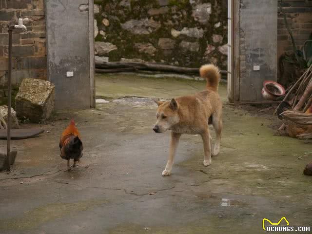 老话说好狗不在家中死，为何农村土狗临死都要离家出走呢?