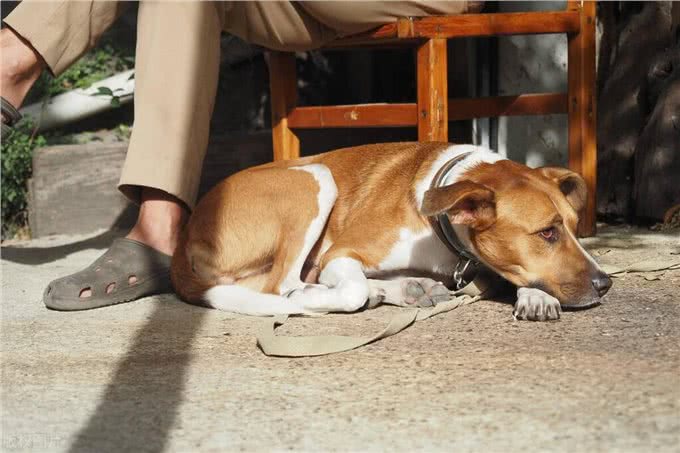 老话说好狗不在家中死，为何农村土狗临死都要离家出走呢?