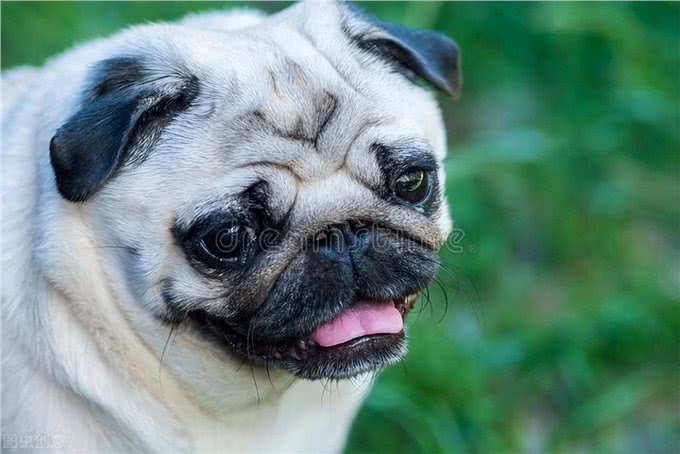 宠物小知识：犬类癫痫