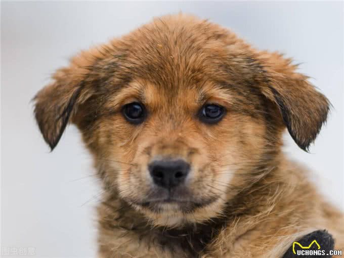 宠物小知识：犬类癫痫