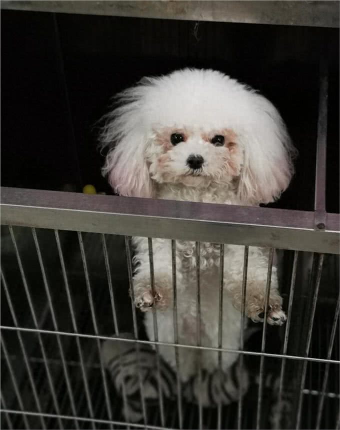 如何训练小狗狗大小便?我的办法很简单