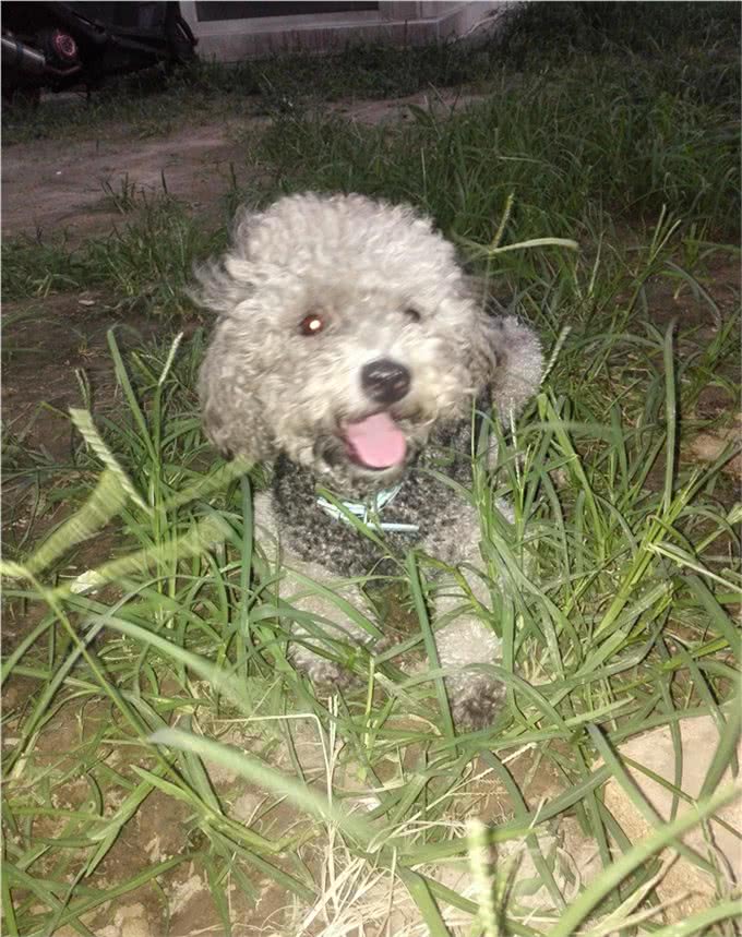 如何训练小狗狗大小便?我的办法很简单