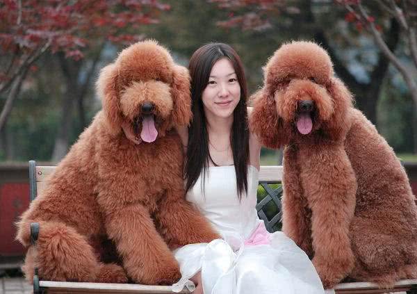 贵宾犬和泰迪犬的区别:这种超大型泰迪犬非喜欢女孩
