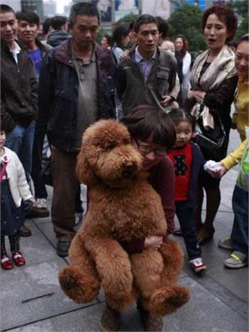 贵宾犬和泰迪犬的区别:这种超大型泰迪犬非喜欢女孩