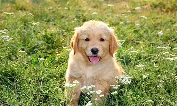 哪种狗的基因这么强大:六种寻回猎犬，五种都有同样的祖先