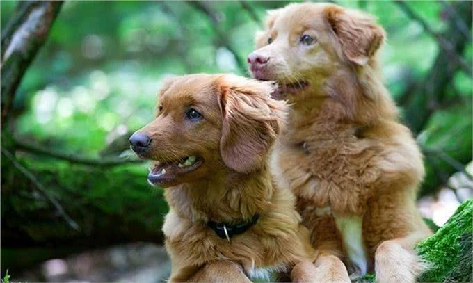 哪种狗的基因这么强大:六种寻回猎犬，五种都有同样的祖先