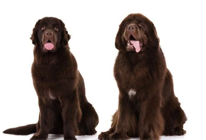 哪种狗的基因这么强大:六种寻回猎犬，五种都有同样的祖先