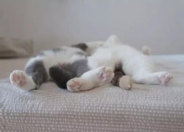 猫会晕船，狗要防晒，盘点宠物在游艇上的注意事项