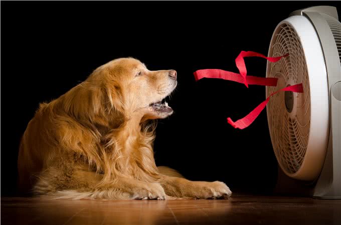 6种便宜又好养的中型犬，想不养活都难，新手首选