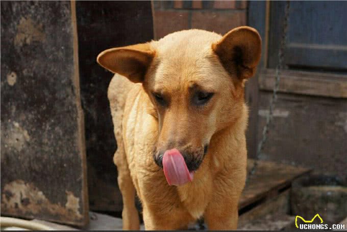 6种便宜又好养的中型犬，想不养活都难，新手首选