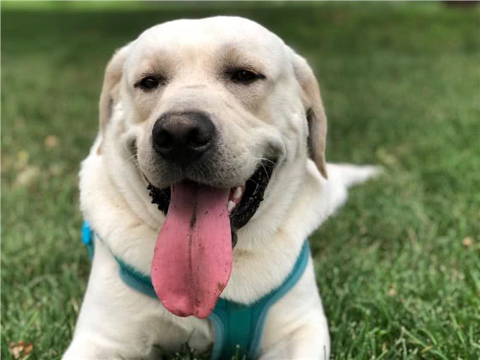 6种便宜又好养的中型犬，想不养活都难，新手首选