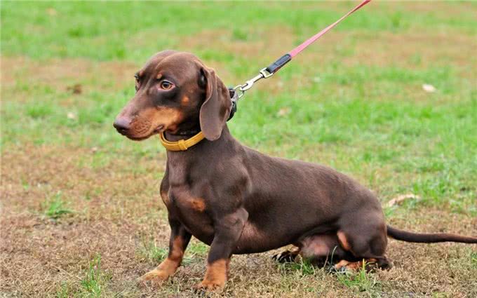 6种便宜又好养的中型犬，想不养活都难，新手首选