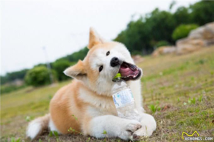6种便宜又好养的中型犬，想不养活都难，新手首选