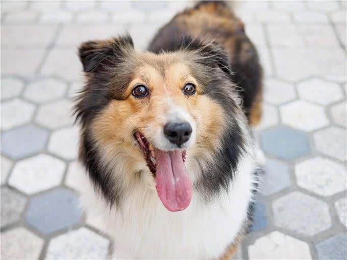 6种便宜又好养的中型犬，想不养活都难，新手首选