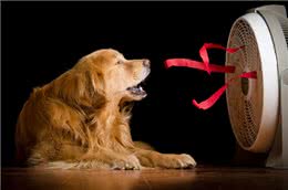6种便宜又好养的中型犬，想不养活都难，新手首选