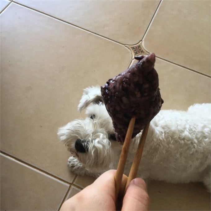 雪纳瑞身上的6大秘密，还不知道的，真白养了