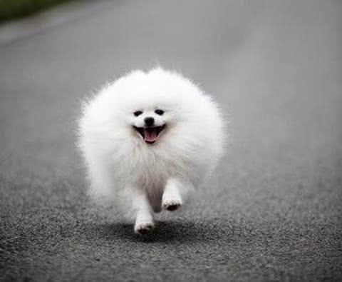 最爱撒娇的六种狗狗，快来看看有你家爱犬吗?