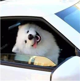 最爱撒娇的六种狗狗，快来看看有你家爱犬吗?